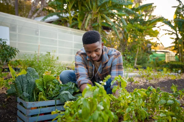 Happy young black man in checked shirt smiling while harvesting plants in vegetable garden at plant nursery