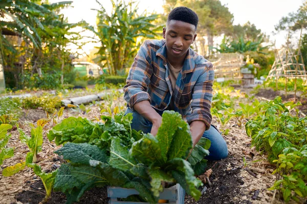 Young black man in checked shirt crouching while harvesting plants in vegetable garden at plant nursery