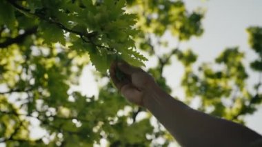 Parktaki ağaç yapraklarına dokunurken kolları havada, kaslı, genç siyah bir adamın yakın çekimi.