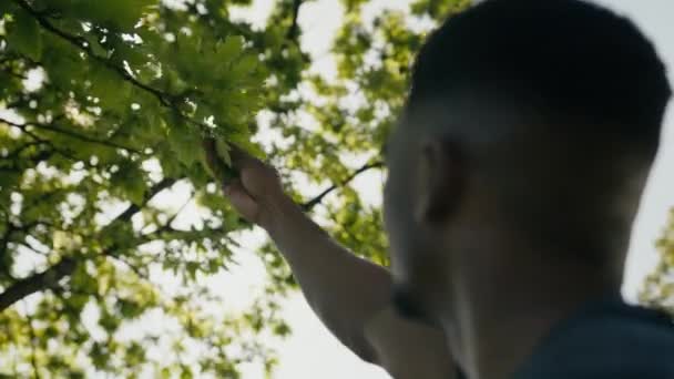 Young Black Man Shirt Arm Raised While Touching Leaves Tree — Video Stock