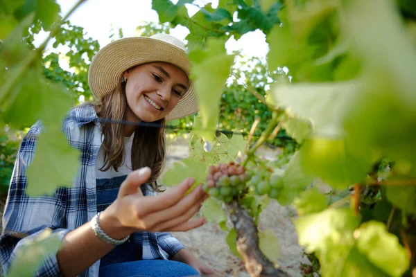 快乐的年轻高加索女人穿着格子衬衫在农场收割葡萄藤 — 图库照片