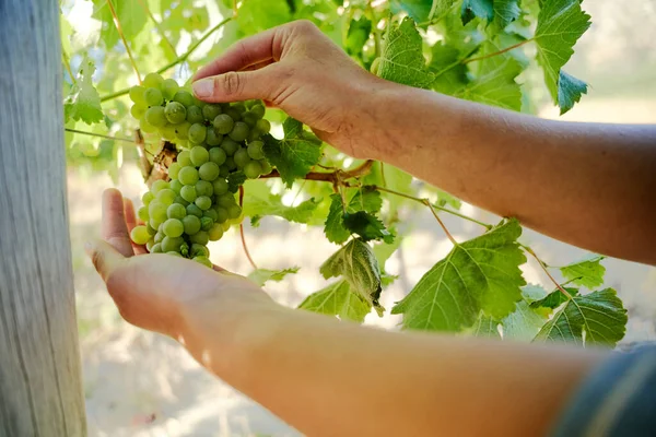 对采摘农场葡萄树葡萄的年轻高加索妇女进行了密切的观察 — 图库照片