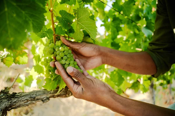 Close Jovens Negros Colhendo Uvas Vinhas Fazenda — Fotografia de Stock
