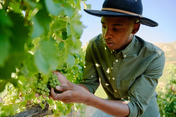 Młody Czarny Człowiek Luźnej Odzieży Zbiera Winogrona Winorośli Farmie — Zdjęcie stockowe