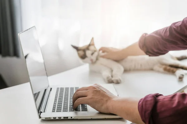 a person typing on a laptop with a cat laying on the table behind them and a person holding a cat