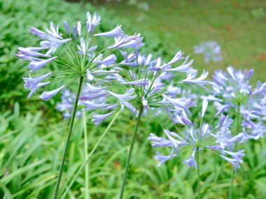 Agapanthus (Afrika Zambağı), mavi çiçekleri ve yeşil sapıyla Güney Afrika 'ya özgü bir bitki. 