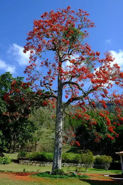 Kırmızı çiçekli mulungu ağacı (erythrina mulungu) Areal, Rio de Janeiro 'da arka plan olarak mavi gökyüzü