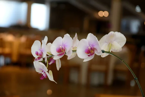 Bela Natureza Orquídea Rosa Isolado Com Fundo Borrado — Fotografia de Stock