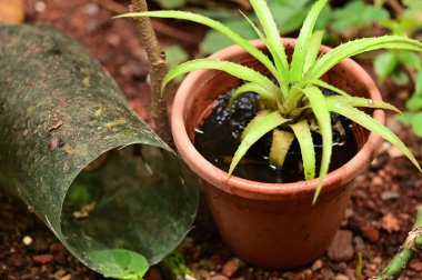 abandoned plastic bowl in a vase with stagnant water inside. close up view. mosquitoes in potential breeding. proliferation of aedes aegypti, dengue, chikungunya, zika virus, mosquitoes.