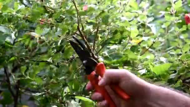 Planta Que Poda Planta Corte Con Cizallas Jardín Cuidado Vegetación — Vídeo de stock