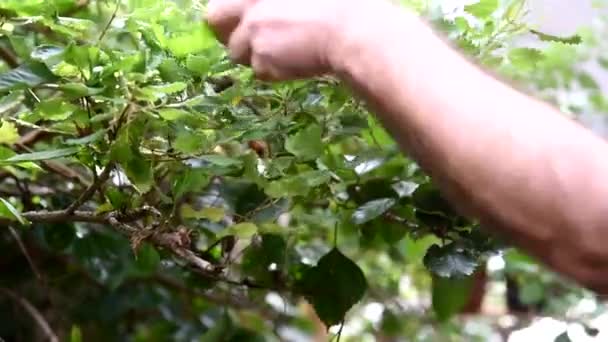 Plant Wordt Gesnoeid Snoeiinstallatie Met Tuinschaar Vegetatieverzorging — Stockvideo