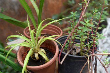 Dang chikungunya hastalığının, sıtmanın, zica virüsünün yayıldığı su dolu bir kase.