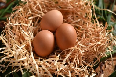 Yuvadaki tavuk yumurtaları yukarıdaki hayvancılıktan görüldü.