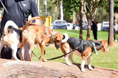 Goiania, Brezilya - 07 Mayıs 20123 Hayvan parkında yürüyen mutlu ev hayvanları toplantısı