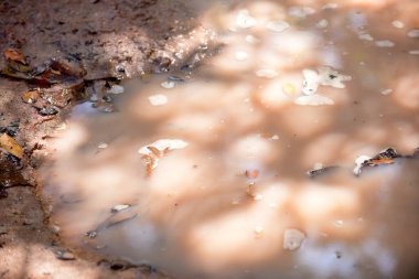 Aedes aegypti larvalarının, dang, chikungunya ve zika virüslerinin çoğaldığı bir yer...
