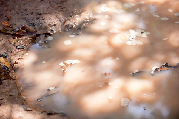 Aedes aegypti larvalarının, dang, chikungunya ve zika virüslerinin çoğaldığı bir yer...