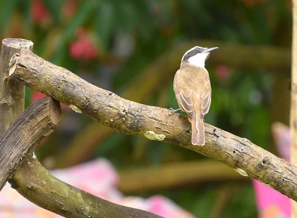 Жовтий Дикий Птах Бен Рай Красивий Бразильський Птах Красивою Піснею — стокове фото