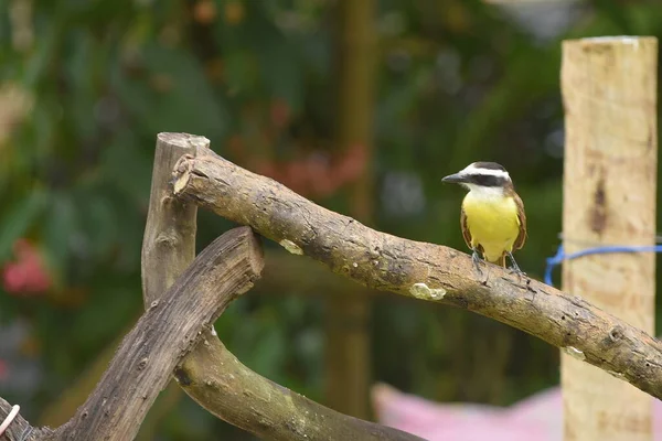 stock image yellow wild bird ben-tivi beautiful Brazilian bird with beautiful song free