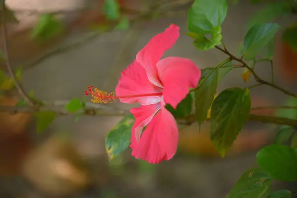 Fleur Rouge Beau Jardin Rose Nature Botanique Parfum Amour — Photo