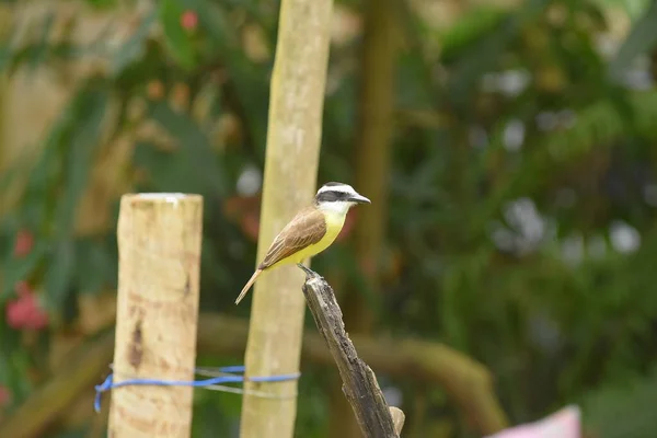 黄色野生鸟Ben Tivi美丽的巴西鸟与美丽的歌曲免费 — 图库照片