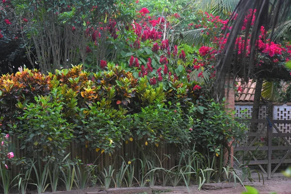 Flor Roja Hermoso Jardín Rosa Naturaleza Botánica Perfume Amor — Foto de Stock