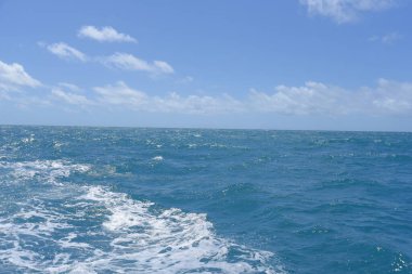 Açık denizler, açık okyanus mavi su balinası. Azum sakin balık balıkçısı, kambur balinalar.