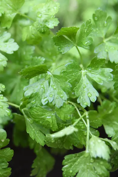 coriander leaf green smell natural plant aromatic and tasty seasoning plan image