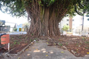  Praa da Gameleira Setor Sul. Şehir merkezinde büyük bir ağaç. Gameleira doğa şehri.