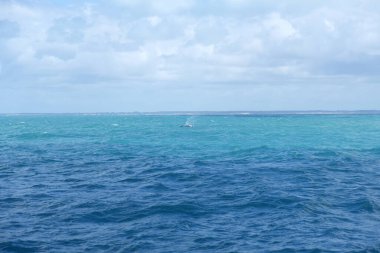 Açık denizler, açık okyanus mavi su balinası. Azum sakin balık balıkçısı, kambur balinalar.