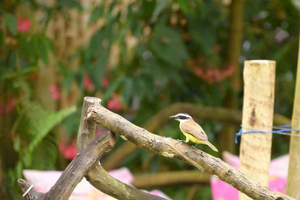 stock image natural wild bird perched on a tree branch resting bird in nature free image.