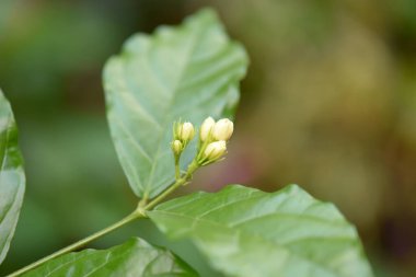 Fesleğen aromalı bitki lezzetli dekoratif botanik doğal bitki güzel bahçe bitkisi