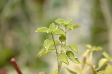 Fesleğen aromalı bitki lezzetli dekoratif botanik doğal bitki güzel bahçe bitkisi