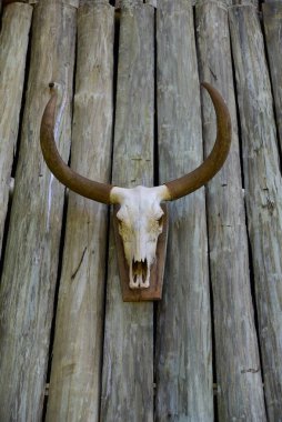 Dekoratif kemik inek kafatası öküz iskelet görüntüsü