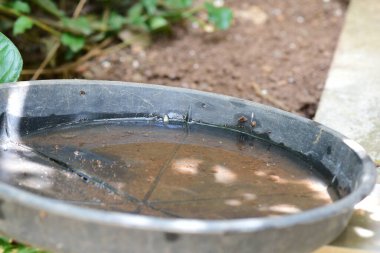 Dang chikungunya sivrisinekleri, sıtma ve zica virüsü salgını için durgun su üreme alanı sağlık imajı