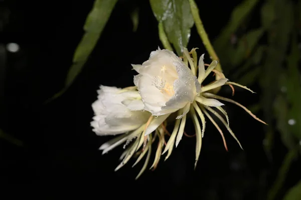 night white flower lady of the night fragrant rose garden plant, natural botany Brahma Kamal Saussurea obvallata