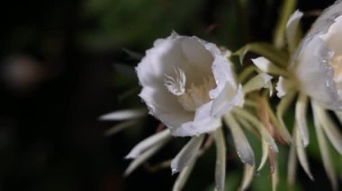 Gecenin beyaz çiçekli hanımı mis kokulu gül bahçesi, doğal botanik Brahma Kamal Sausemina obvallata