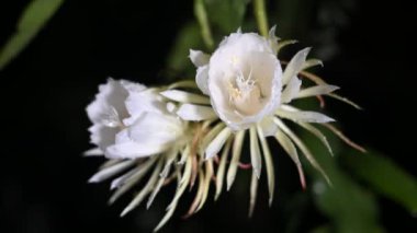 Gecenin beyaz çiçekli hanımı mis kokulu gül bahçesi, doğal botanik Brahma Kamal Sausemina obvallata