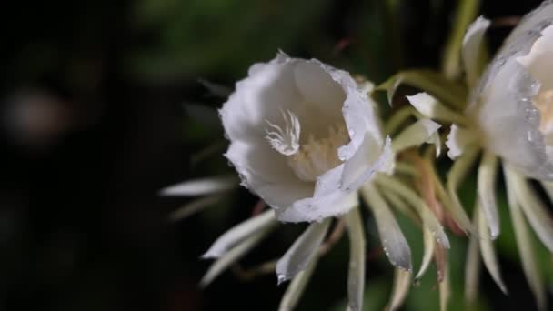 Noche Flor Blanca Dama Noche Fragante Planta Jardín Rosas Botánica — Vídeo de stock