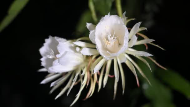 Νύχτα Λευκό Λουλούδι Κυρία Της Νύχτας Ευωδιαστό Τριαντάφυλλο Φυτό Στον — Αρχείο Βίντεο