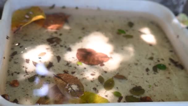 塑料碗被扔在装有积水的花瓶里 蚊子在潜在繁殖地的数目 — 图库视频影像