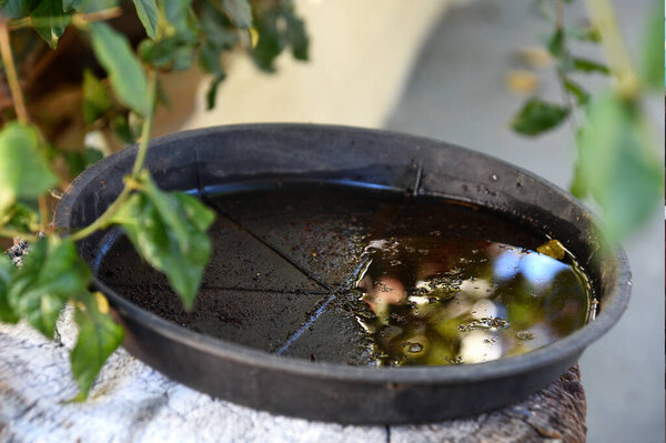 stagnant water proliferation of epidemic diseases mosquito  dengue chicuncunha maleita zika virus hurban plague doena