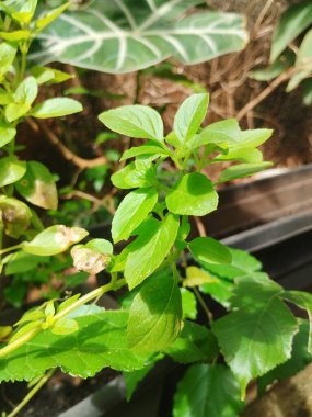 basil natural plant tasty aromatic herb for seasonings and teas medicinal herb image