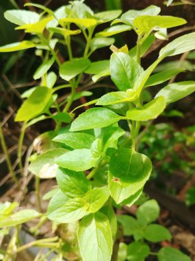 basil natural plant tasty aromatic herb for seasonings and teas medicinal herb image