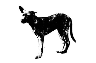 Beyaz ve siyah benekli sevimli köpek beyaz şeffaf arkaplan resmi üzerinde kürk silueti