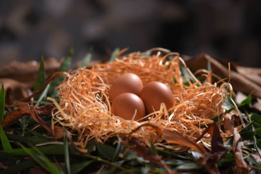 Protein kaynağında tavuk yumurtası sağlıklı besin animel