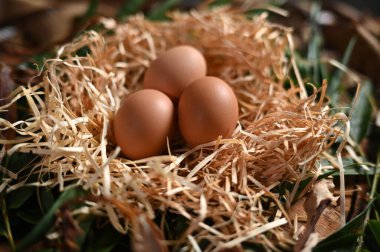 Protein kaynağında tavuk yumurtası sağlıklı besin animel