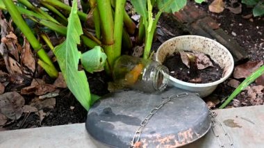İçinde durgun su olan bir vazoda terk edilmiş plastik bir kase. Aedes aegypti dang chikungunya zika virüsü sivrisineklerinin çoğalması potansiyeli olan sivrisinekleri yakından izleyin.