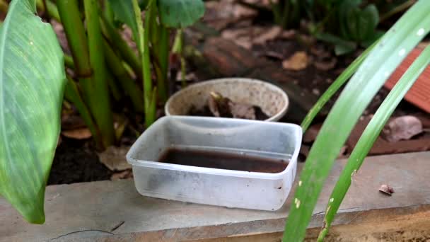 Opuszczona Plastikowa Miska Wazonie Stagnacją Wody Środku Zbliżenie Widok Komary — Wideo stockowe