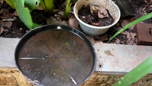 Verlassene Plastikschale Einer Vase Mit Stehendem Wasser Inneren Nahaufnahme Moskitos — Stockvideo