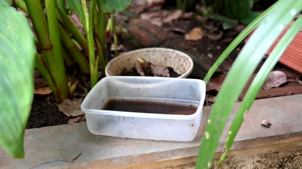 Заброшенная Пластиковая Чаша Вазе Стагнирующей Водой Внутри Распространение Вируса Aedes — стоковое видео
